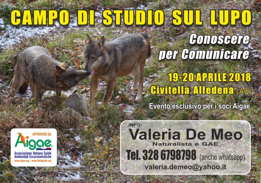 Campo studio sul lupo Civitella